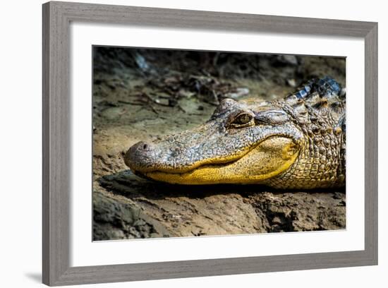 Alligator, Atchafalaya Basin Area, Louisiana, USA-Alison Jones-Framed Photographic Print