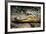 Alligator, Atchafalaya Basin Area, Louisiana, USA-Alison Jones-Framed Photographic Print