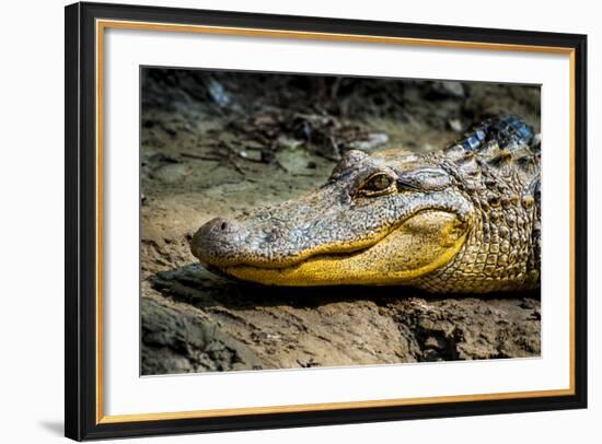 Alligator, Atchafalaya Basin Area, Louisiana, USA-Alison Jones-Framed Photographic Print