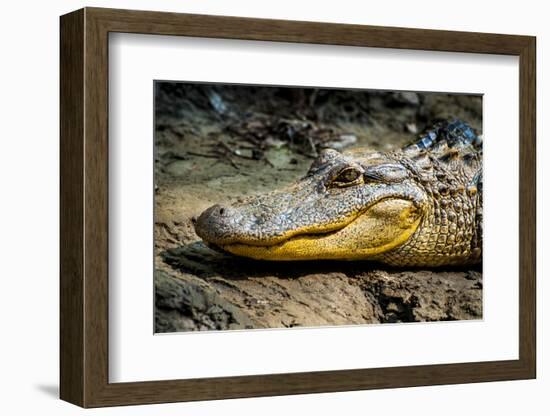 Alligator, Atchafalaya Basin Area, Louisiana, USA-Alison Jones-Framed Photographic Print