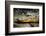 Alligator, Atchafalaya Basin Area, Louisiana, USA-Alison Jones-Framed Photographic Print