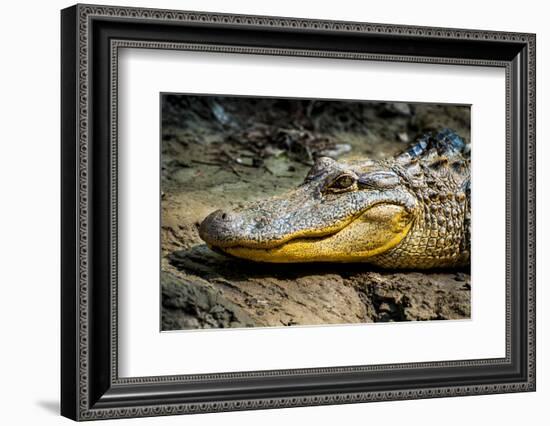 Alligator, Atchafalaya Basin Area, Louisiana, USA-Alison Jones-Framed Photographic Print