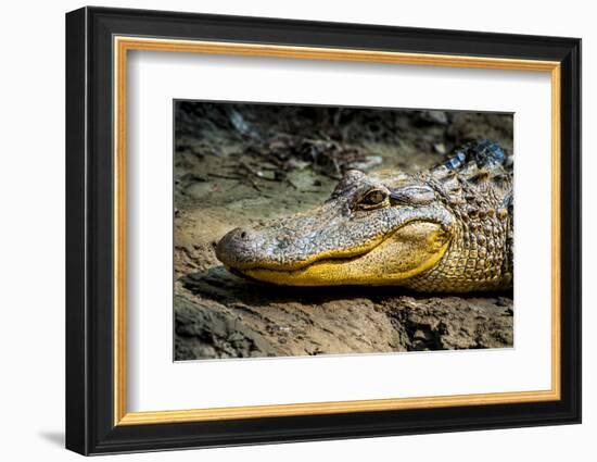 Alligator, Atchafalaya Basin Area, Louisiana, USA-Alison Jones-Framed Photographic Print