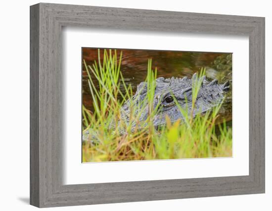 Alligator, Ding Darling National Wildlife Refuge, Sanibel Island, Florida.-William Sutton-Framed Photographic Print