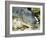 Alligator, Everglades National Park, Florida, USA-Ethel Davies-Framed Photographic Print