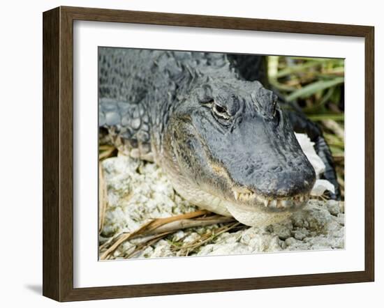 Alligator, Everglades National Park, Florida, USA-Ethel Davies-Framed Photographic Print