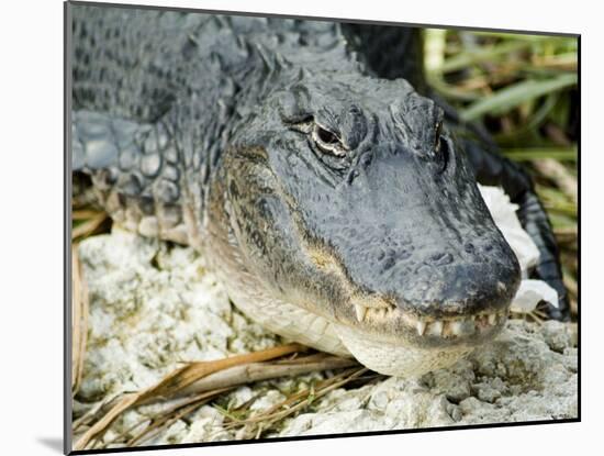 Alligator, Everglades National Park, Florida, USA-Ethel Davies-Mounted Photographic Print
