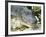 Alligator, Everglades National Park, Florida, USA-Ethel Davies-Framed Photographic Print