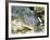 Alligator, Everglades National Park, Florida, USA-Ethel Davies-Framed Photographic Print