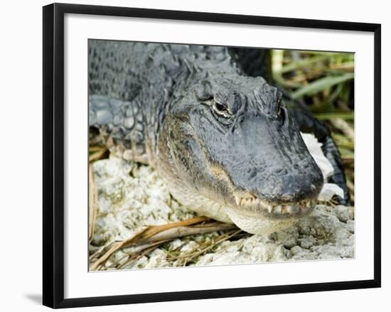 Alligator, Everglades National Park, Florida, USA-Ethel Davies-Framed Photographic Print