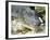 Alligator, Everglades National Park, Florida, USA-Ethel Davies-Framed Photographic Print