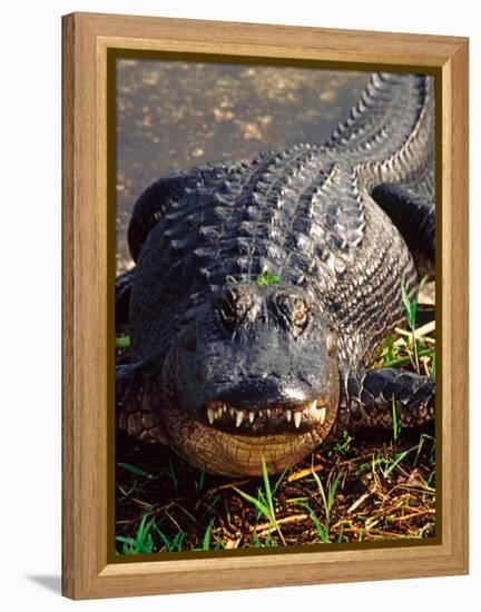 Alligator, Everglades National Park, Florida, USA-Charles Sleicher-Framed Premier Image Canvas