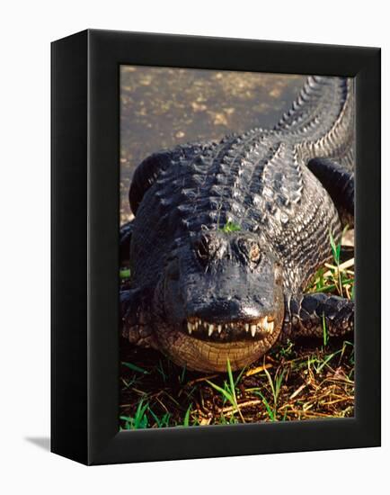 Alligator, Everglades National Park, Florida, USA-Charles Sleicher-Framed Premier Image Canvas