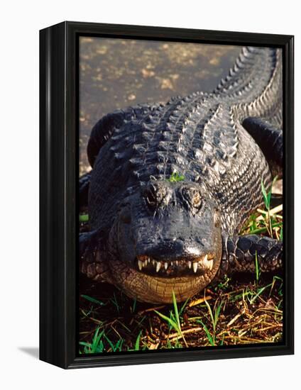 Alligator, Everglades National Park, Florida, USA-Charles Sleicher-Framed Premier Image Canvas