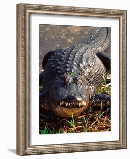 Alligator, Everglades National Park, Florida, USA-Charles Sleicher-Framed Photographic Print