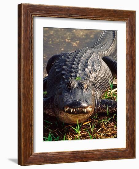 Alligator, Everglades National Park, Florida, USA-Charles Sleicher-Framed Photographic Print