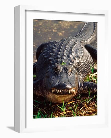 Alligator, Everglades National Park, Florida, USA-Charles Sleicher-Framed Photographic Print