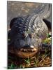 Alligator, Everglades National Park, Florida, USA-Charles Sleicher-Mounted Photographic Print