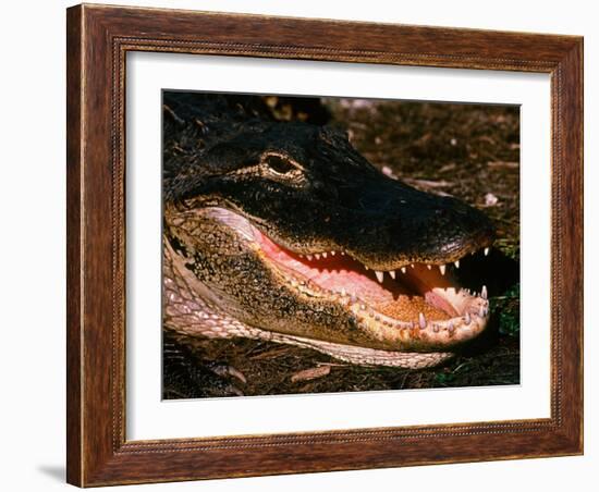 Alligator, Everglades National Park, Florida, USA-Charles Sleicher-Framed Photographic Print