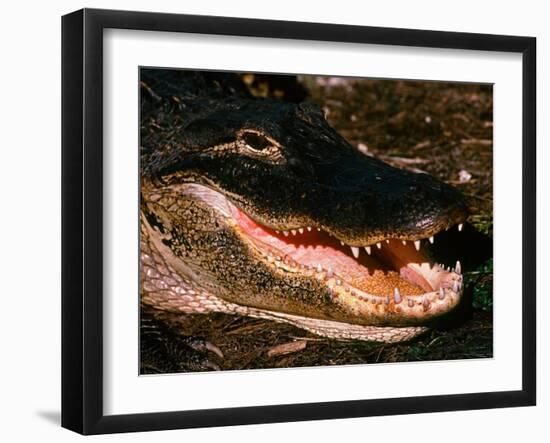 Alligator, Everglades National Park, Florida, USA-Charles Sleicher-Framed Photographic Print