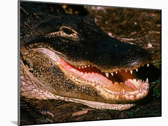 Alligator, Everglades National Park, Florida, USA-Charles Sleicher-Mounted Photographic Print