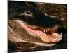Alligator, Everglades National Park, Florida, USA-Charles Sleicher-Mounted Photographic Print