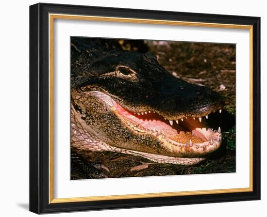 Alligator, Everglades National Park, Florida, USA-Charles Sleicher-Framed Photographic Print