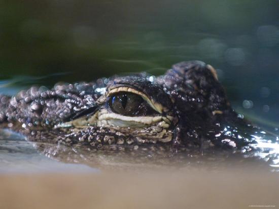 alligator eyes in the