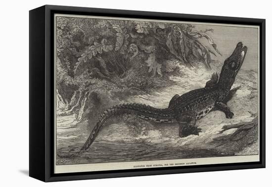 Alligator from Sumatra, for the Brighton Aquarium-Johann Baptist Zwecker-Framed Premier Image Canvas