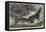 Alligator from Sumatra, for the Brighton Aquarium-Johann Baptist Zwecker-Framed Premier Image Canvas