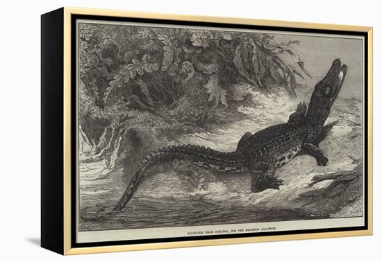 Alligator from Sumatra, for the Brighton Aquarium-Johann Baptist Zwecker-Framed Premier Image Canvas
