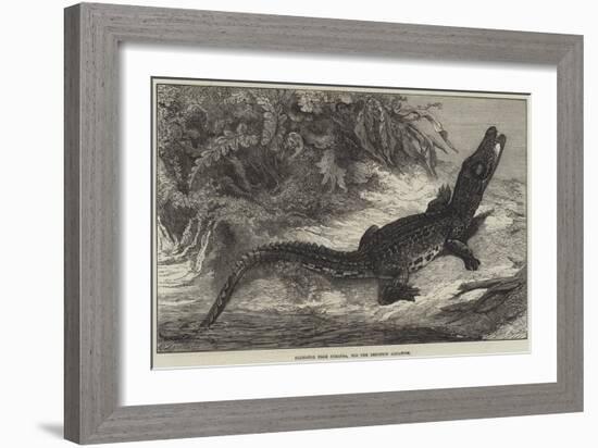 Alligator from Sumatra, for the Brighton Aquarium-Johann Baptist Zwecker-Framed Giclee Print