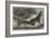 Alligator from Sumatra, for the Brighton Aquarium-Johann Baptist Zwecker-Framed Giclee Print