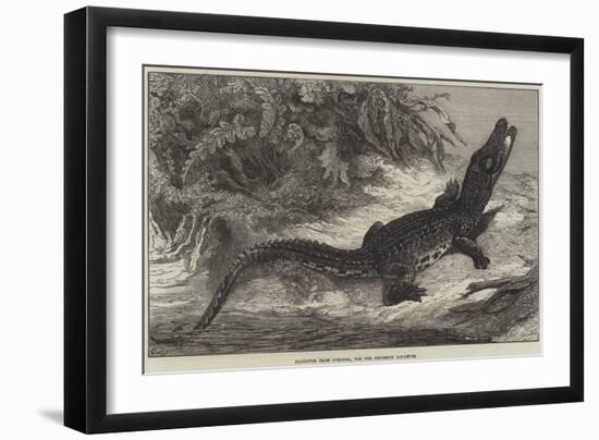 Alligator from Sumatra, for the Brighton Aquarium-Johann Baptist Zwecker-Framed Giclee Print