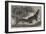 Alligator from Sumatra, for the Brighton Aquarium-Johann Baptist Zwecker-Framed Giclee Print