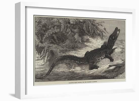 Alligator from Sumatra, for the Brighton Aquarium-Johann Baptist Zwecker-Framed Giclee Print