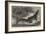 Alligator from Sumatra, for the Brighton Aquarium-Johann Baptist Zwecker-Framed Giclee Print