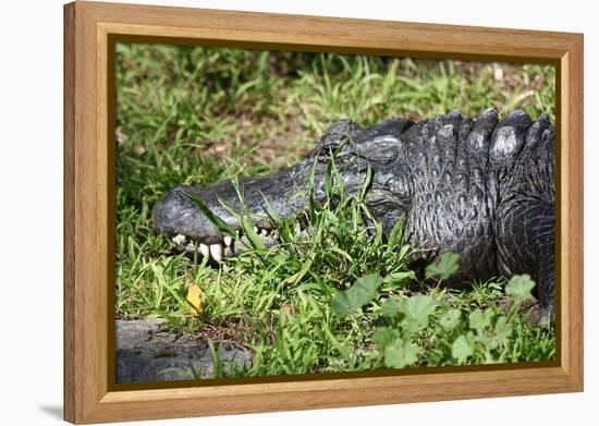 Alligator in Grass-Lantern Press-Framed Stretched Canvas