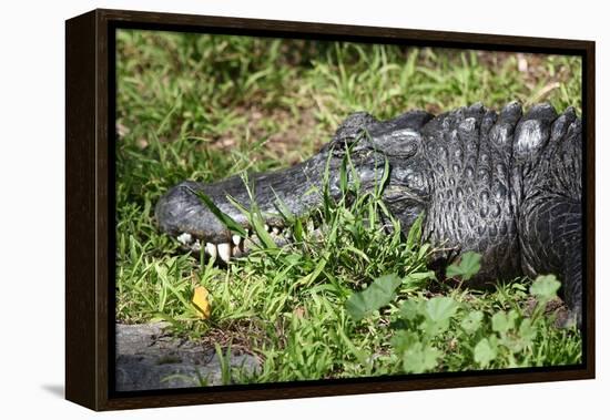 Alligator in Grass-Lantern Press-Framed Stretched Canvas