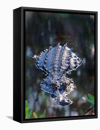 Alligator in Shallow Water-Charles Sleicher-Framed Premier Image Canvas