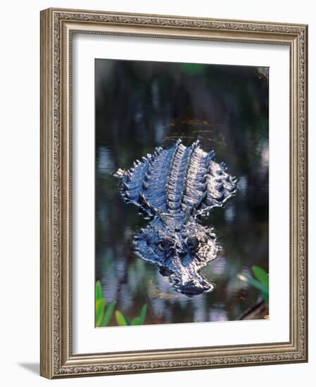 Alligator in Shallow Water-Charles Sleicher-Framed Photographic Print