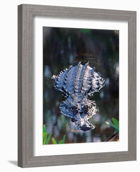 Alligator in Shallow Water-Charles Sleicher-Framed Photographic Print