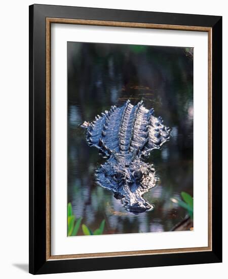 Alligator in Shallow Water-Charles Sleicher-Framed Photographic Print