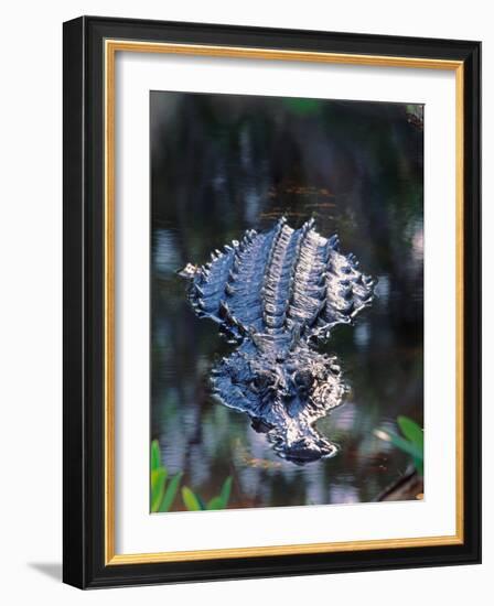 Alligator in Shallow Water-Charles Sleicher-Framed Photographic Print