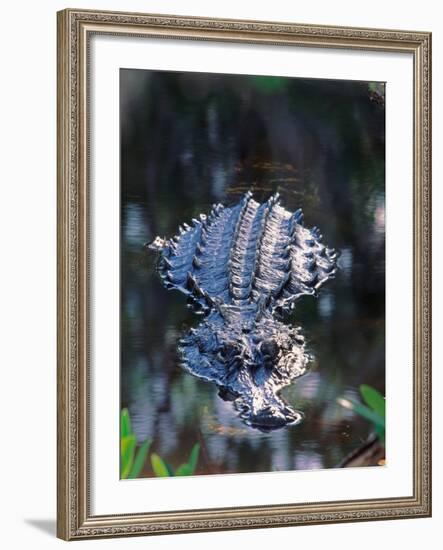 Alligator in Shallow Water-Charles Sleicher-Framed Photographic Print