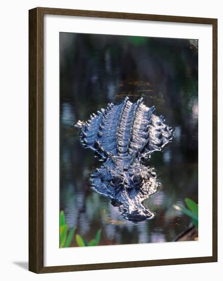 Alligator in Shallow Water-Charles Sleicher-Framed Photographic Print