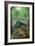 Alligator in Swamp-Lantern Press-Framed Art Print