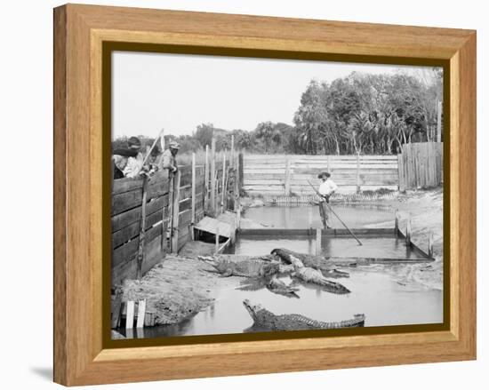 Alligator Joe and His Pets, Palm Beach, Fla.-null-Framed Stretched Canvas