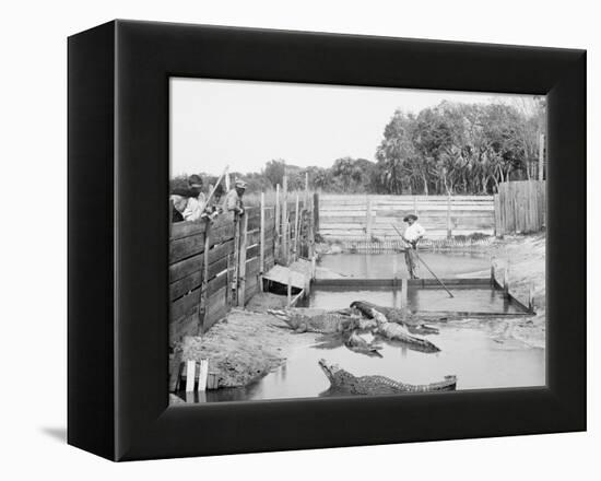 Alligator Joe and His Pets, Palm Beach, Fla.-null-Framed Stretched Canvas