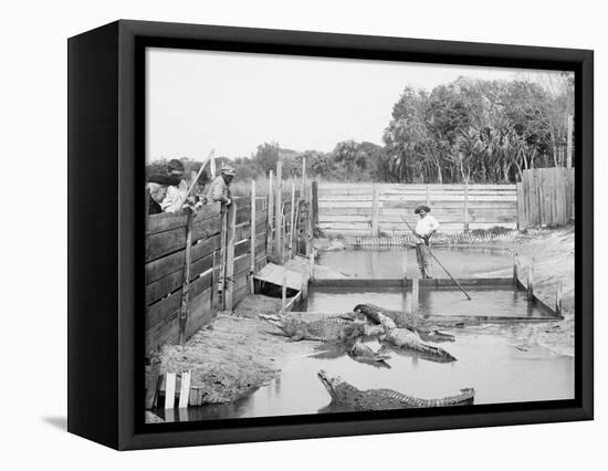 Alligator Joe and His Pets, Palm Beach, Fla.-null-Framed Stretched Canvas